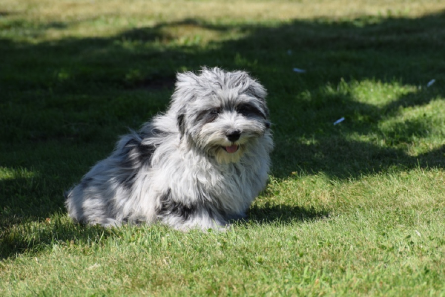Boomer (reu) 63907