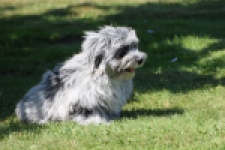 Boomer (reu) 63907