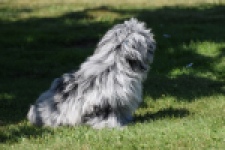 Boomer (reu) 63907