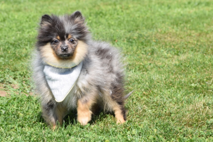 Keeshond (reu) 61161