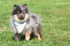 Keeshond (reu) 61161