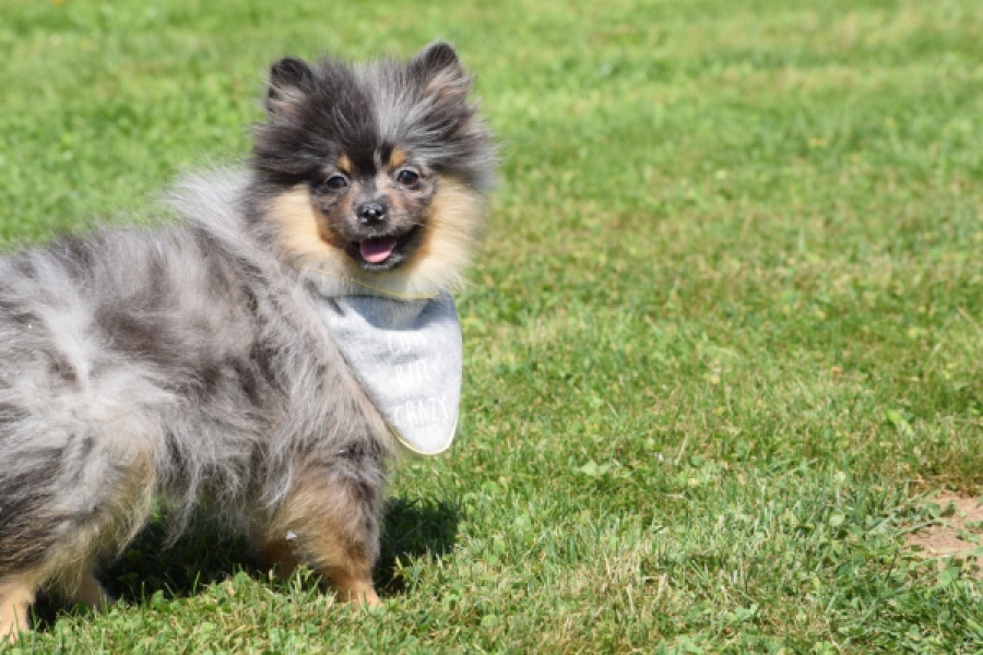 Keeshond (reu) 61161