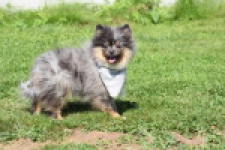 Keeshond (reu) 61161