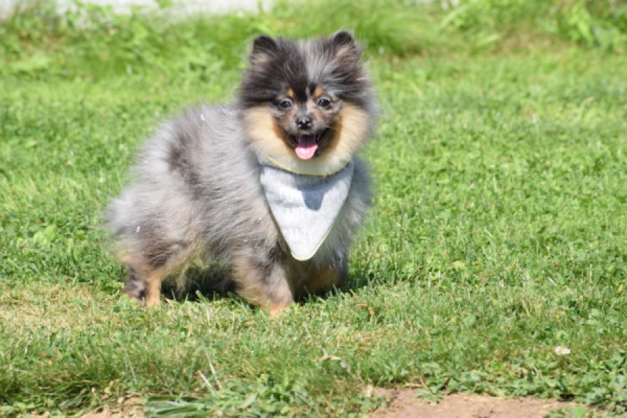 Keeshond (reu) 61161