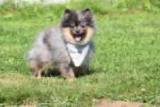 Keeshond (reu) 61161