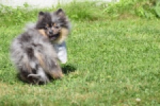 Keeshond (reu) 61161