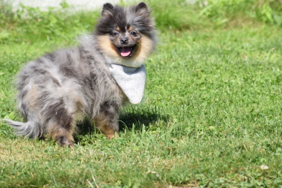 Keeshond (reu) 61161