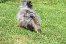 Keeshond (reu) 61161