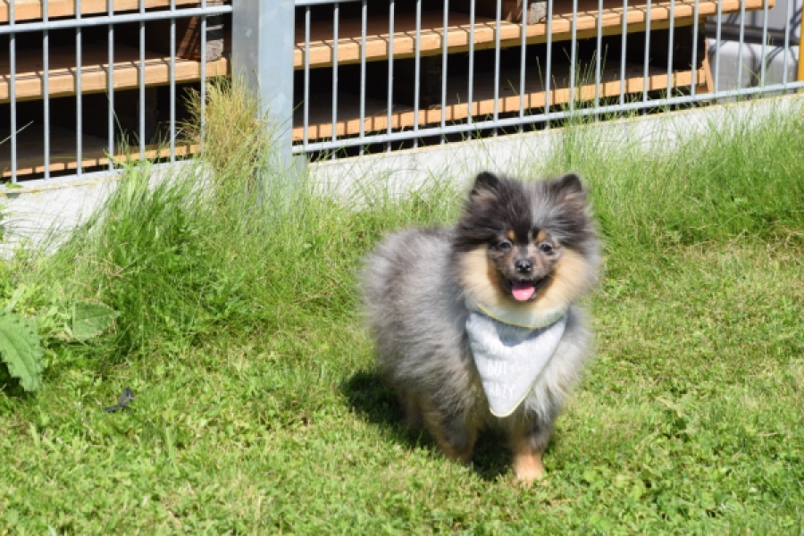 Keeshond (reu) 61161
