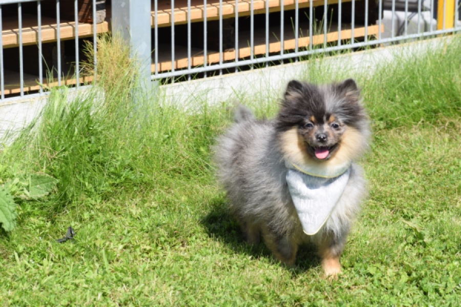 Keeshond (reu) 61161