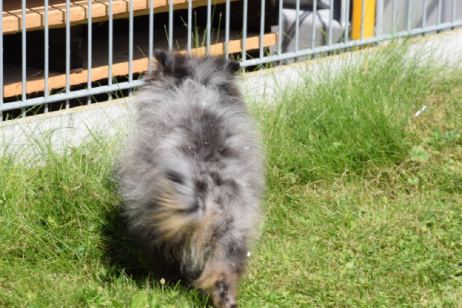 Keeshond (reu) 61161
