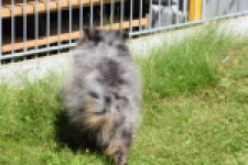 Keeshond (reu) 61161