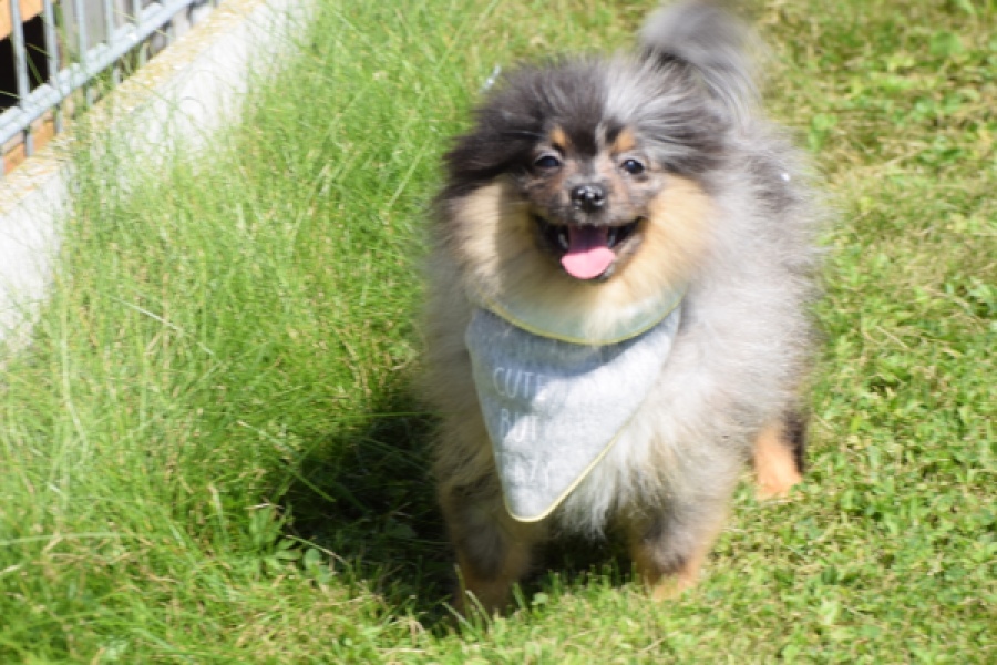 Keeshond (reu) 61161