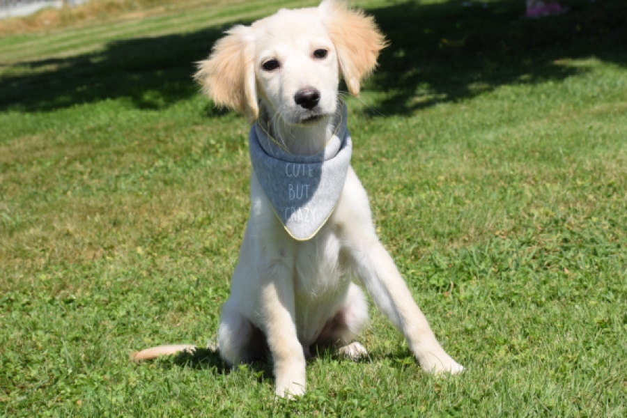 Golden Retriever (reu) 64637