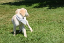 Golden Retriever (reu) 64637