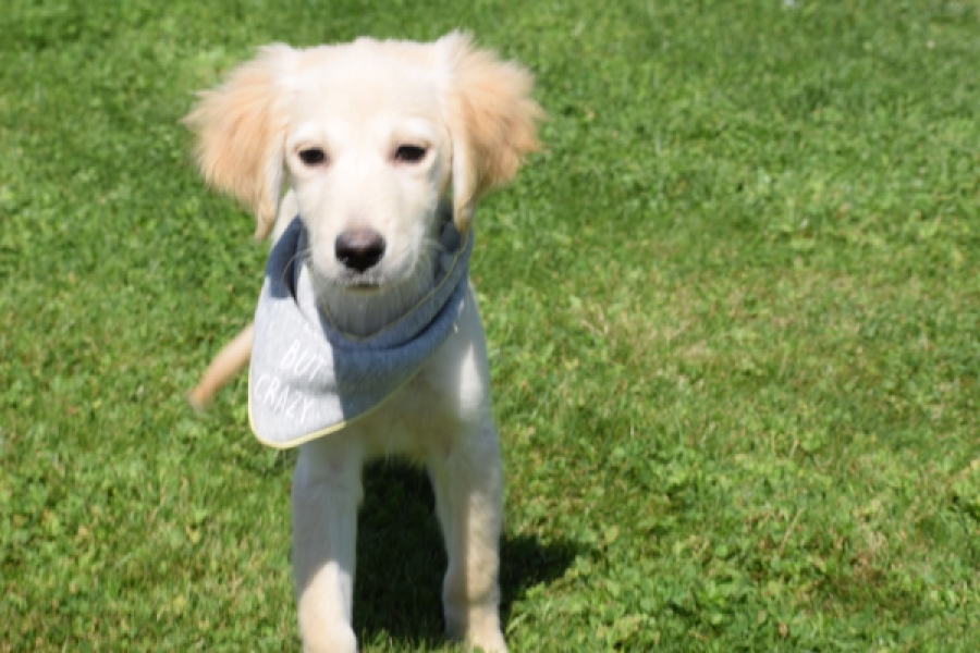 Golden Retriever (reu) 64637