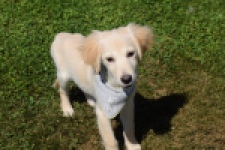 Golden Retriever (reu) 64637