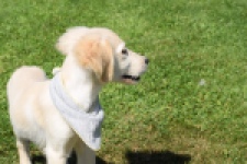 Golden Retriever (reu) 64637