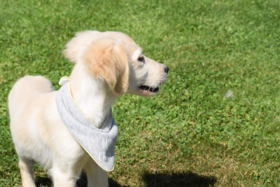 Golden Retriever (reu) 64637