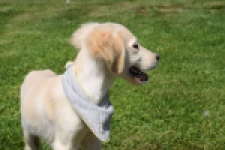 Golden Retriever (reu) 64637