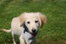 Golden Retriever (reu) 64637