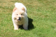 Chow Chow (reu) 60950