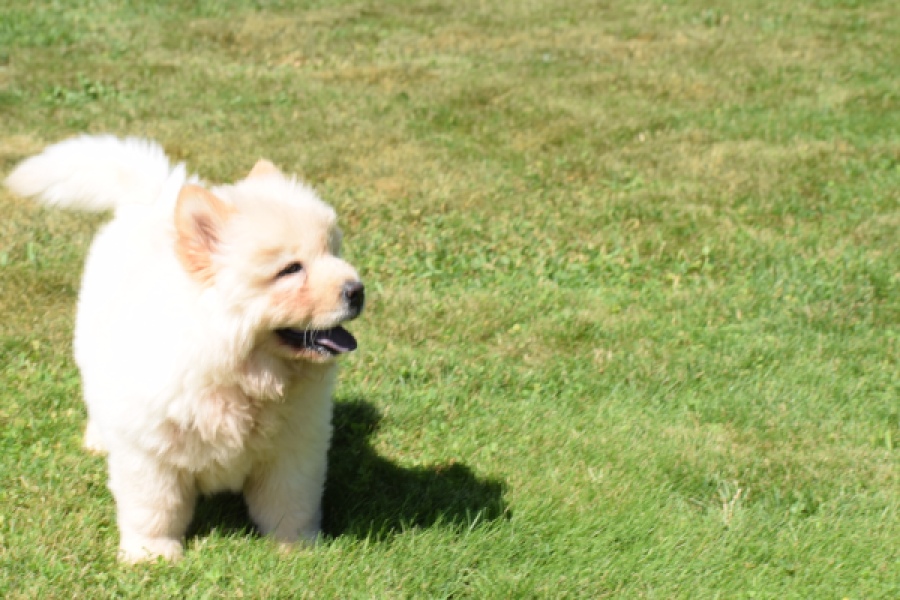 Chow Chow (reu) 60950