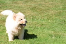 Chow Chow (reu) 60950