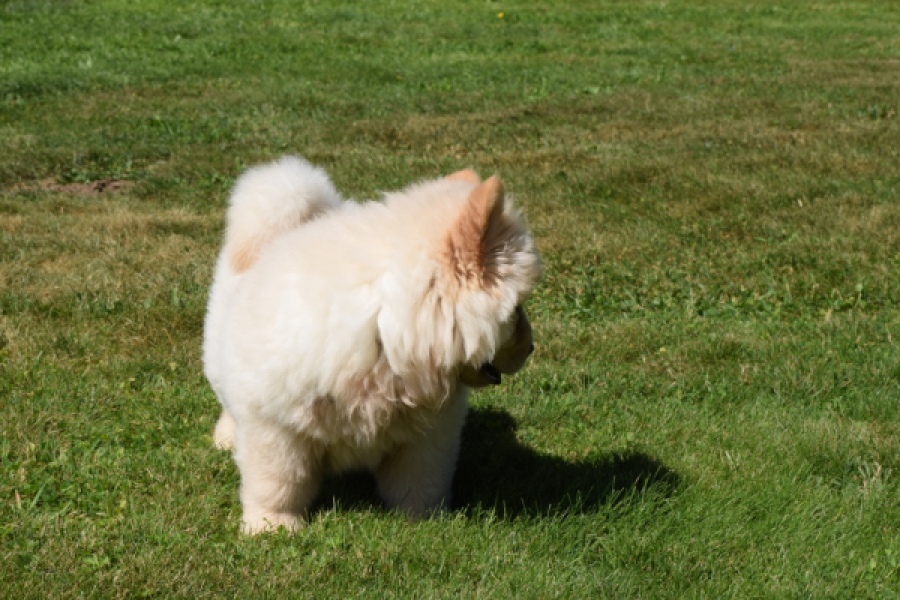 Chow Chow (reu) 60950