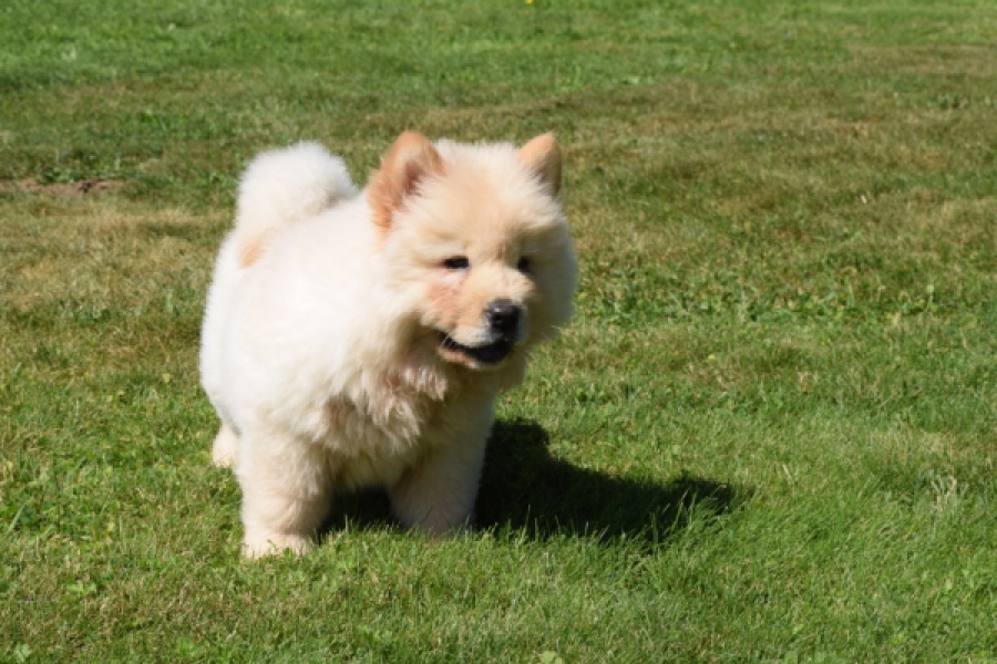 Chow Chow (reu) 60950