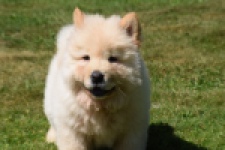 Chow Chow (reu) 60950