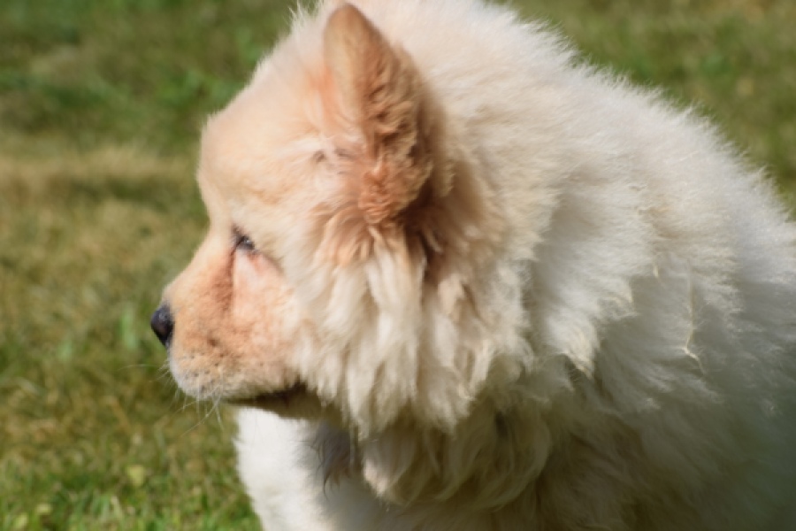 Chow Chow (reu) 60950