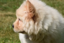 Chow Chow (reu) 60950