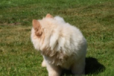 Chow Chow (reu) 60950
