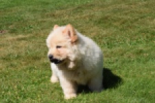 Chow Chow (reu) 60950