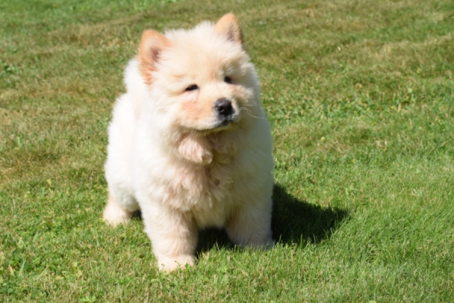 Chow Chow (reu) 60950