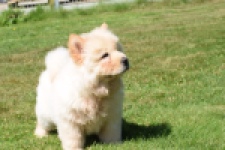 Chow Chow (reu) 60950