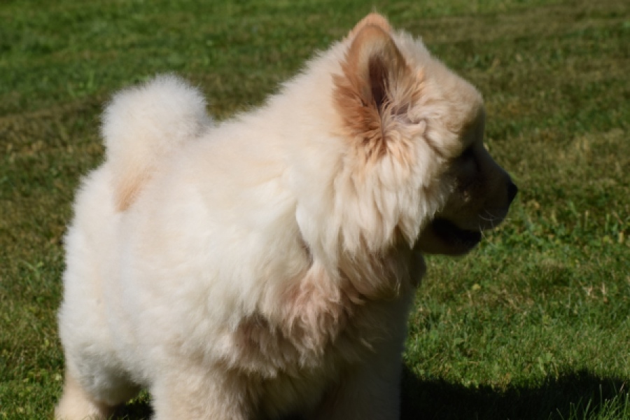 Chow Chow (reu) 60950