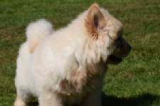 Chow Chow (reu) 60950