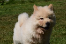 Chow Chow (reu) 60950