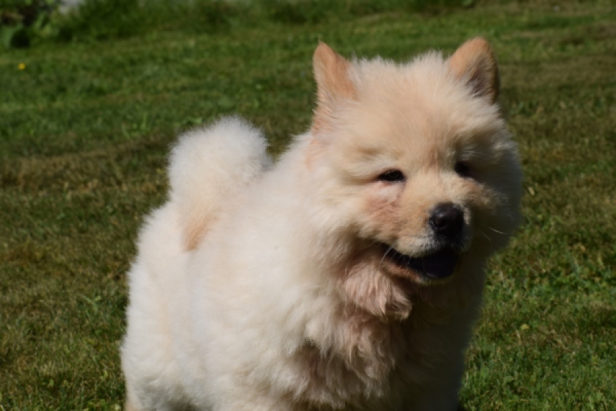 Chow Chow (reu) 60950