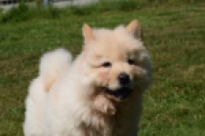 Chow Chow (reu) 60950