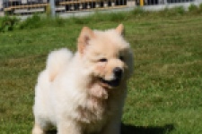 Chow Chow (reu) 60950