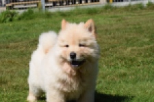 Chow Chow (reu) 60950