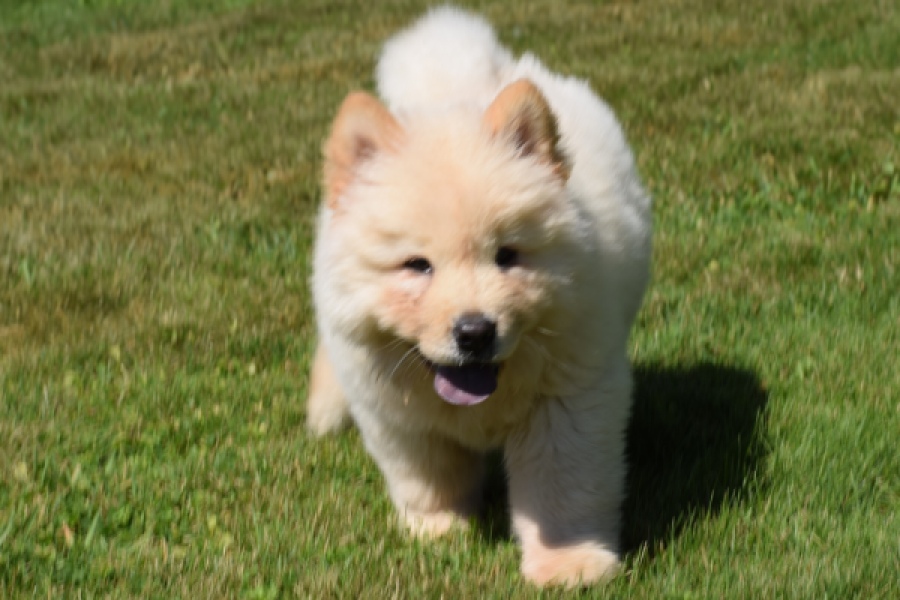 Chow Chow (reu) 60950