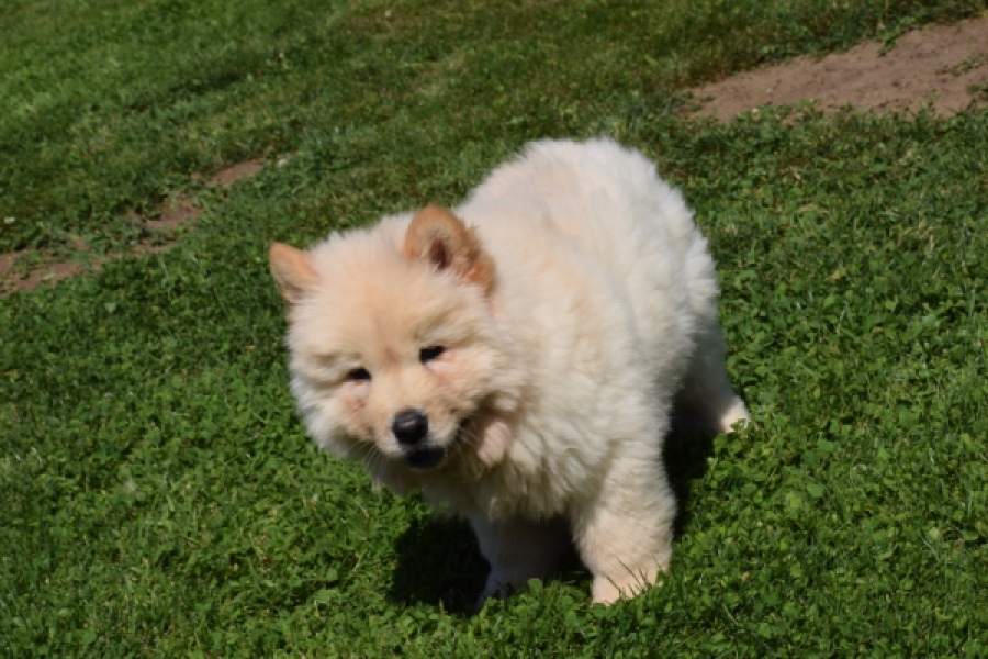 Chow Chow (reu) 60950