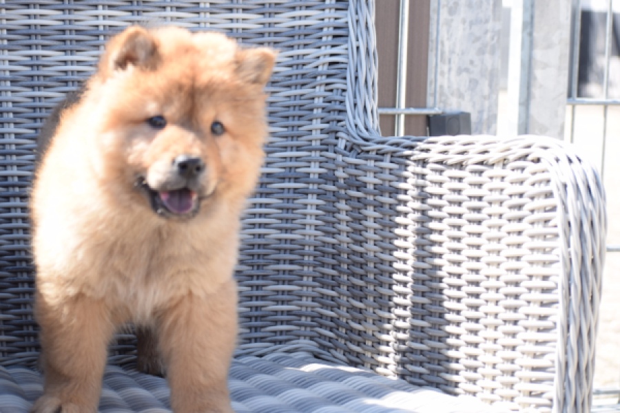 Chow Chow (reu) 63604