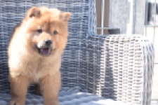 Chow Chow (reu) 63604
