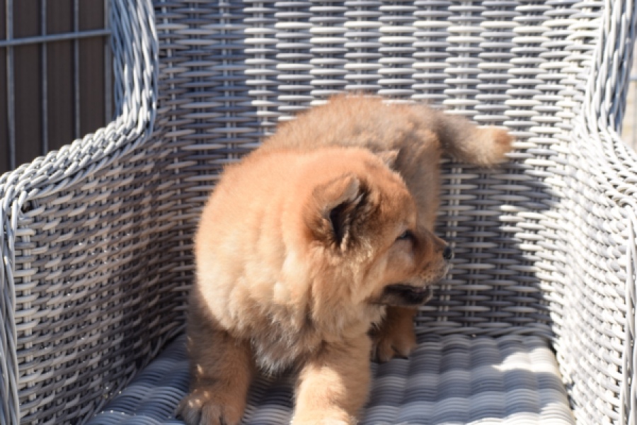 Chow Chow (reu) 63604
