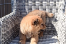Chow Chow (reu) 63604